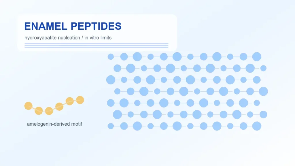 Enamel Peptide Biomineralization: Amelogenin-Derived Models and In Vitro Limits - Adria research article image