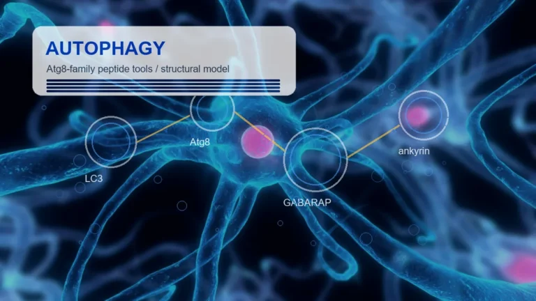 Peptide Tools for the Autophagy Pathway: Atg8, LC3, and GABARAP Research - Adria research article image