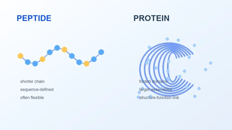 Peptides vs Proteins: Chain Length, Folding, and Functional Context - Adria research article image